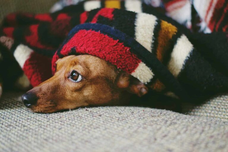 calming treats for anxious dogs Adorable dog wrapped in a colorful blanket, capturing a cozy and cute moment indoors.