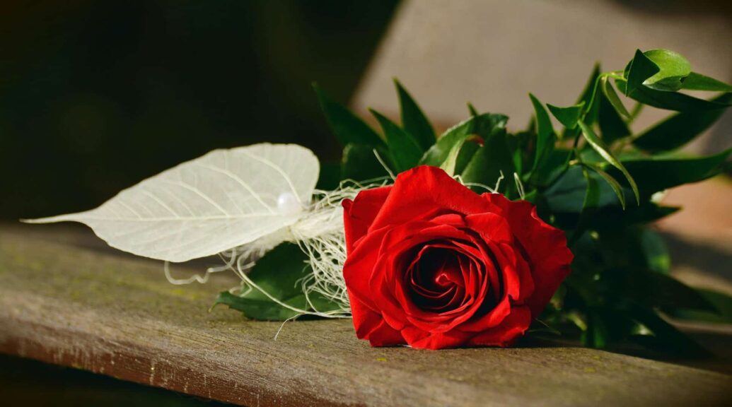 Close-up of a vibrant red rose lying on a wooden bench, symbolizing romance. authenticity