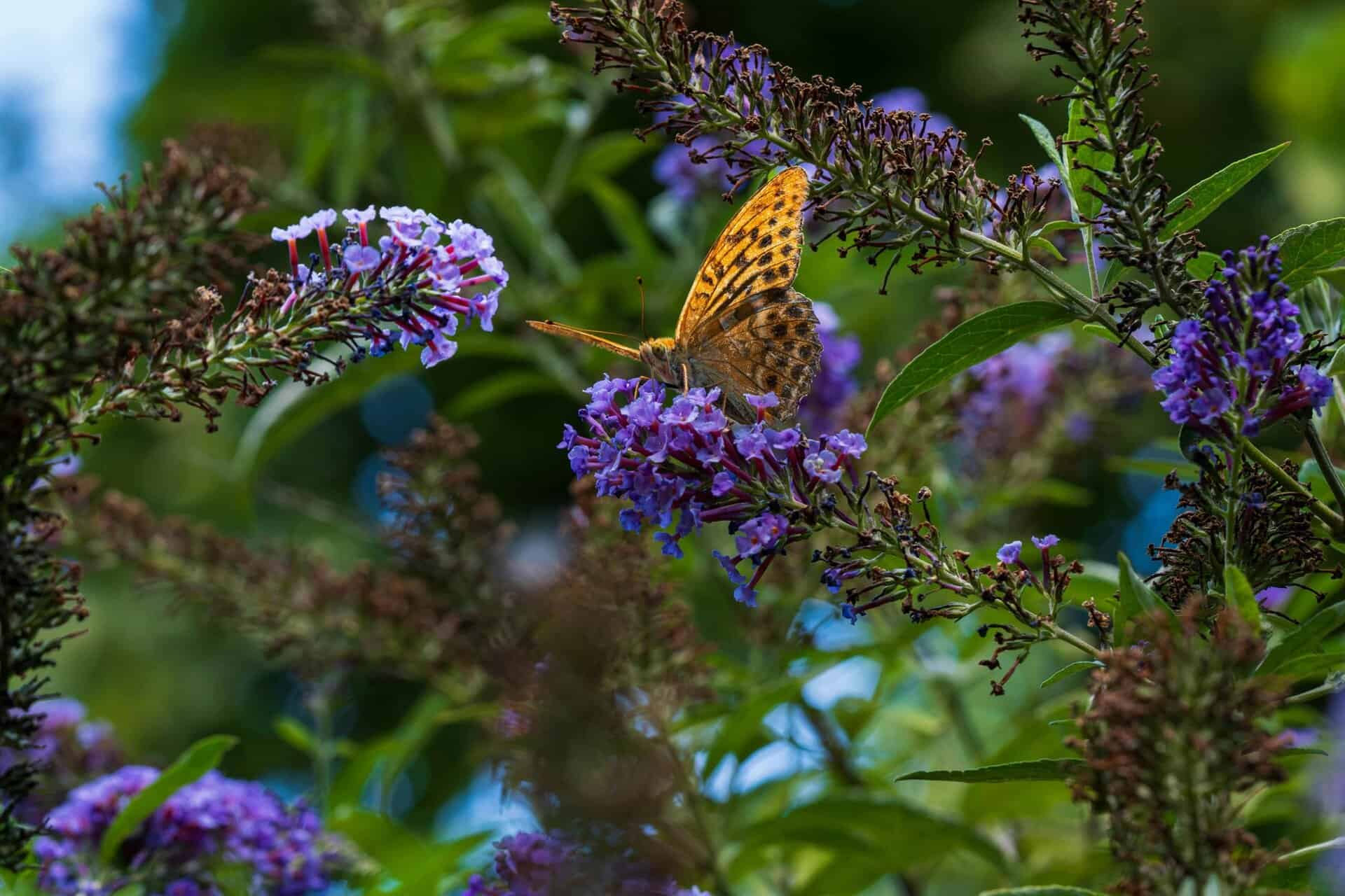 A stunning orange butterfly rests on blooming purple buddleia flowers, creating a vivid summer scene.