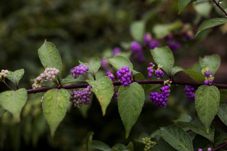 Close-up of beautyberries with raindrops on leaves, showcasing vivid purple hues. Don't prune in the fall.