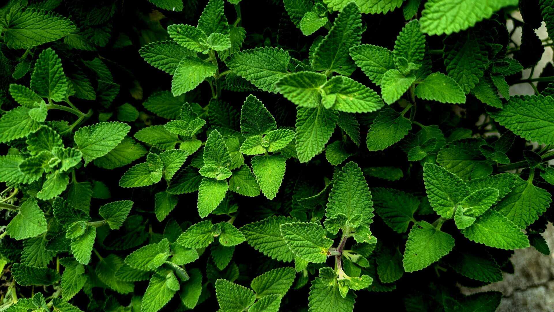 Detailed close-up of vibrant green mint leaves, showcasing intricate leaf patterns.