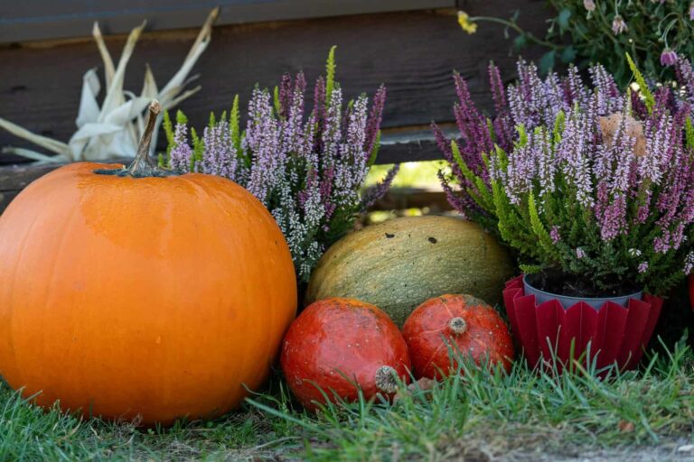 Colorful autumn scene with pumpkins and flowering plants on a farm. fall garden prep, blooming spring.