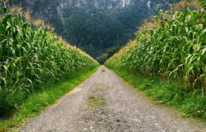A serene cornfield path in Schwambach, Austria, with lush greenery and mountain backdrop. Corn mazes, fall fun.