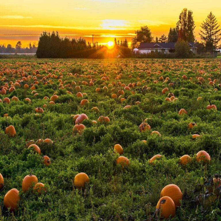 Rural Halloween, trunk or treat, Photo by James Wheeler: https://www.pexels.com/photo/photo-of-field-full-of-pumpkins-1486976/