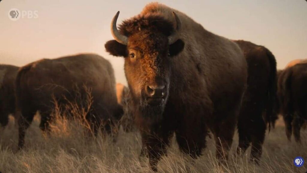 "The American Buffalo" documentary series trailer,