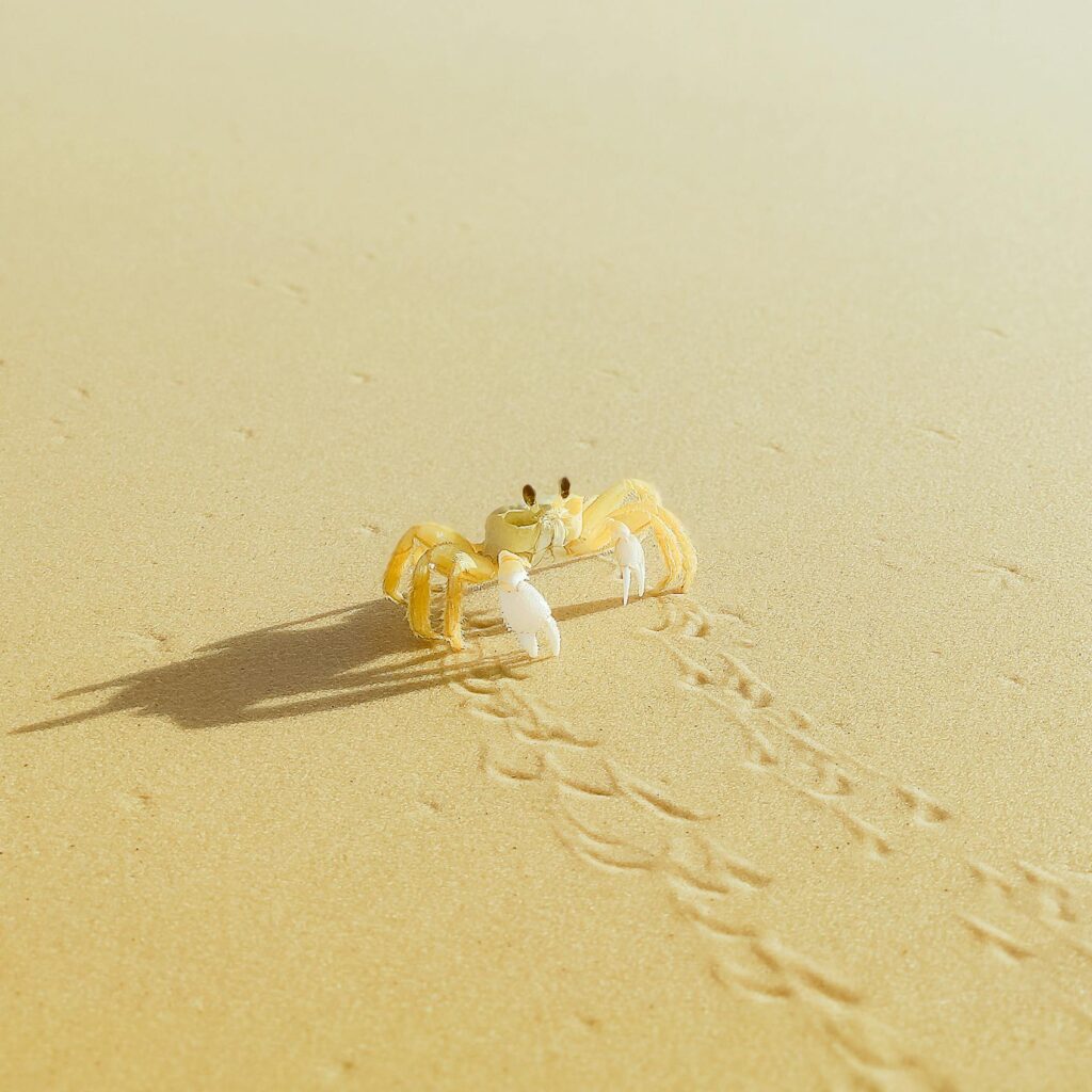 A golden crab representing the astrological sign of Cancer.