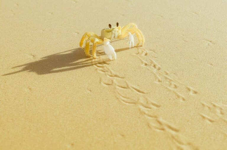 A golden crab representing the astrological sign of Cancer.