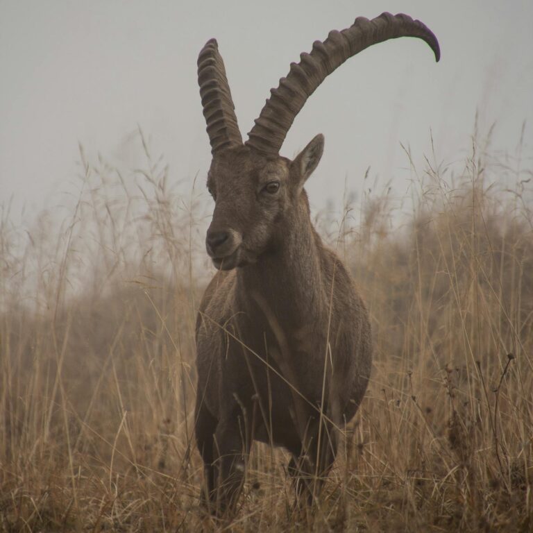 A wild goat with impressive horns stands in a foggy grassland, capturing the essence of wildlife and nature and the sign of Capricorn.