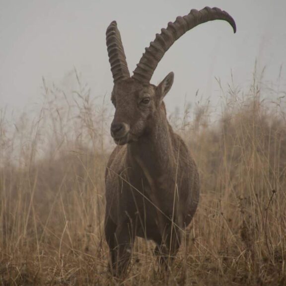 A wild goat with impressive horns stands in a foggy grassland, capturing the essence of wildlife and nature and the sign of Capricorn.