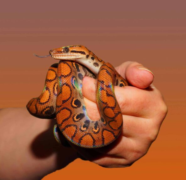 Ophiuchus weekly horoscope, the snake charmer.
