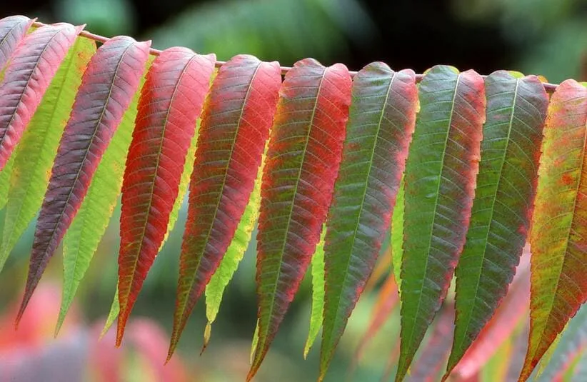 Sumac in the fall changes from green to all shades of red.