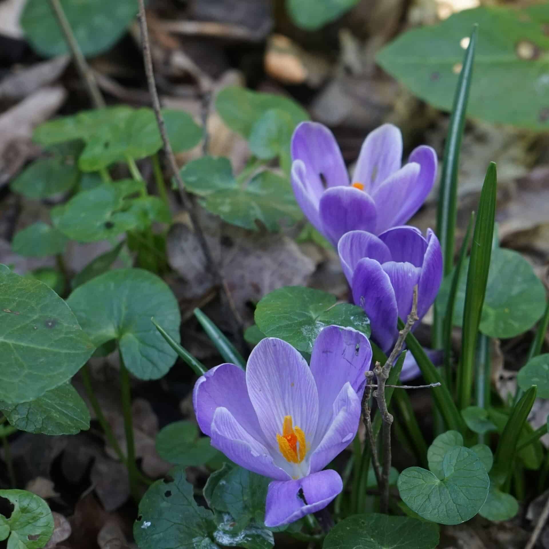 Vibrant purple crocus flowers bloom in a lush green setting, showcasing spring's arrival.