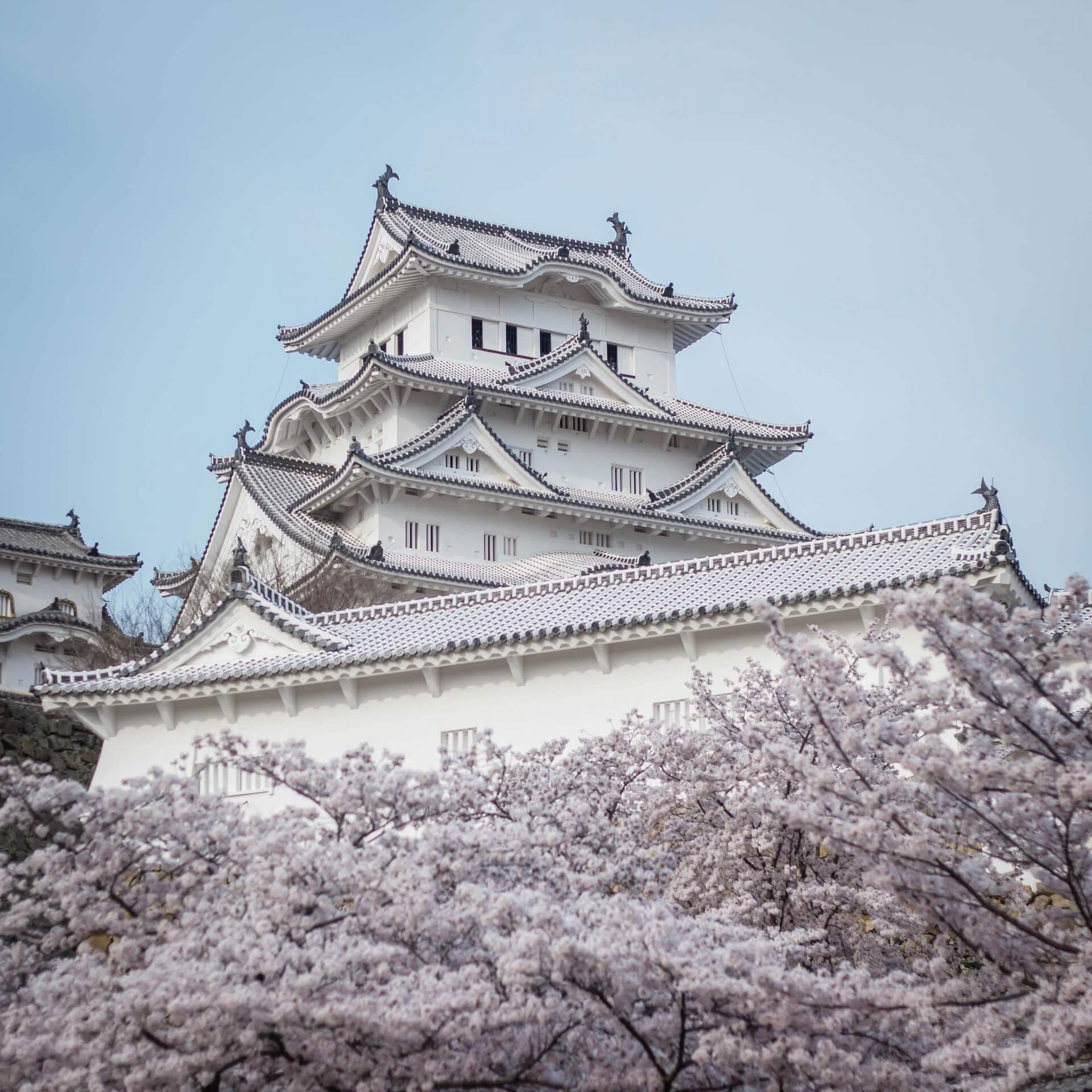 Stunning view of Himeji Castle surrounded by cherry blossoms in spring, Japan. Travel destinations of the year.