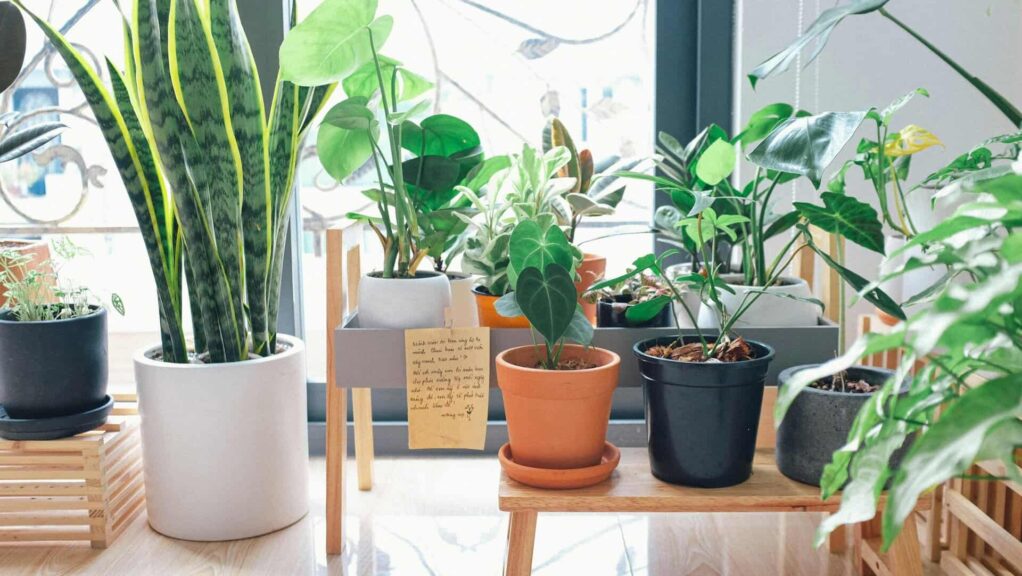 houseplants, cold weather.