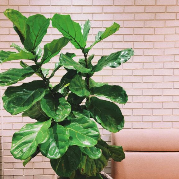 Vibrant fiddle leaf fig plant against a brick wall, in modern indoor plants, environment for winter.