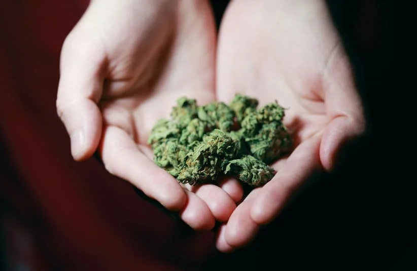 Person holding buds of cannabis in their hands,medical cannabis, cannabinoids, drug trials, studies, restrictions, health and safety