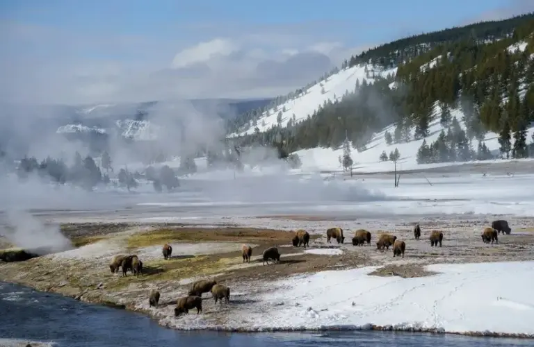 Yellowstone National Park, WY, USA