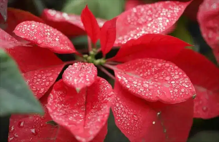 Christmas calls for knowing how to care for poinsettias.