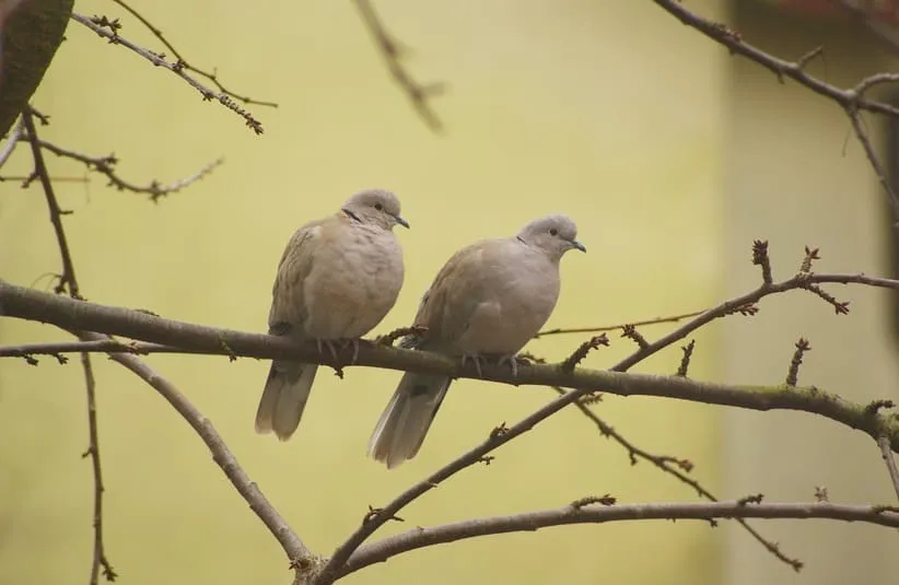 Holiday traditions for couples celebrating without children.