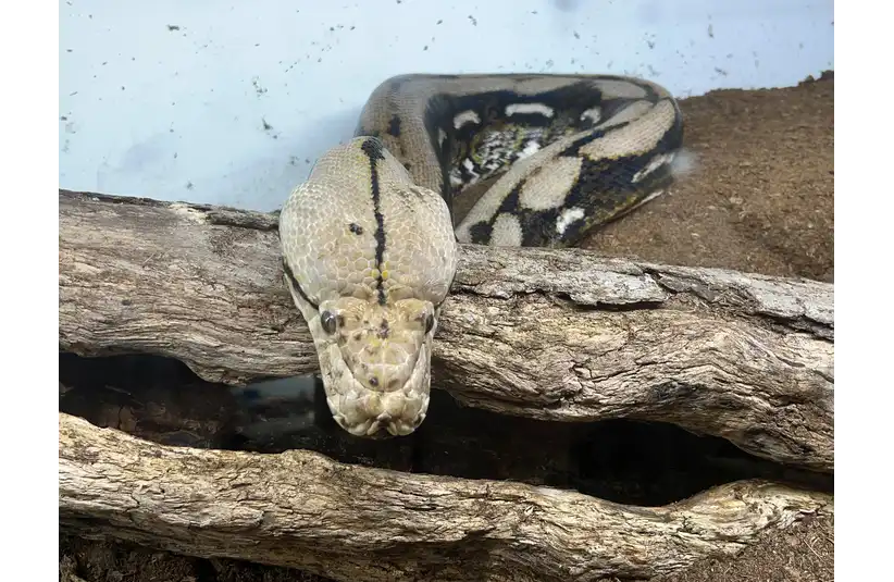 A python, one of the animals (unfortunately) starring in Fear Factor. Image Courtesy of © Susan Bromley/Hometown Life / USA TODAY NETWORK via Imagn Images
