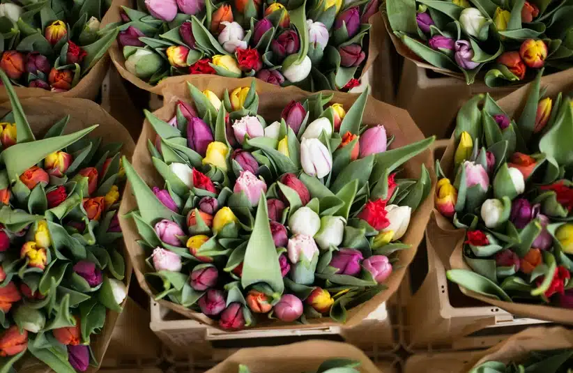 Tulip bouquets wrapped up and waiting for your Valentine surprise.