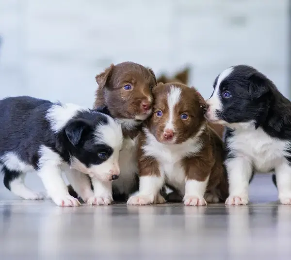Four puppies playing indoors.