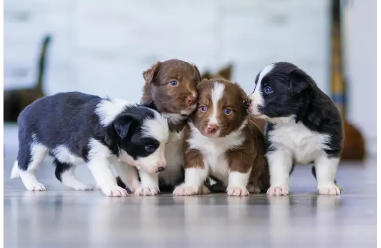 Four puppies playing indoors.