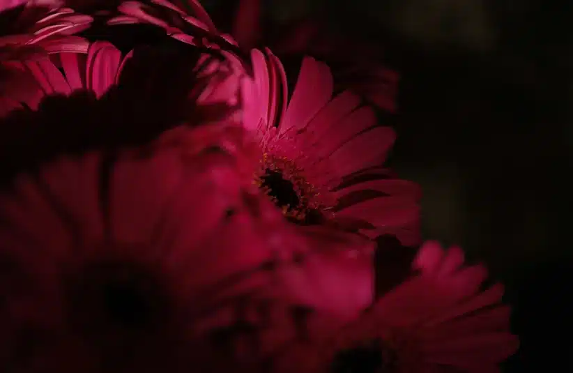 Moody gerbera dailies in dark lighting for your Valentine gift.