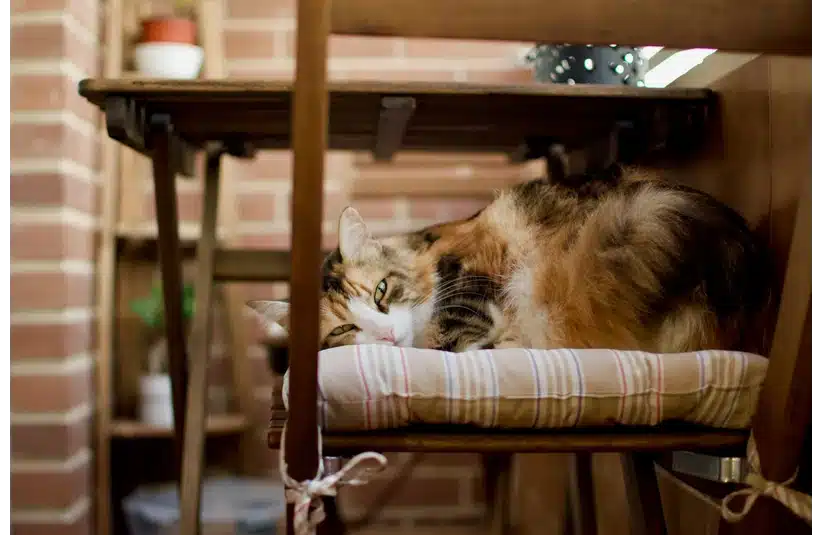 A fluffy cat lounges on a plaid cushion on a wooden chair, set against a backdrop of brick walls and furniture. The scene feels cozy and serene.