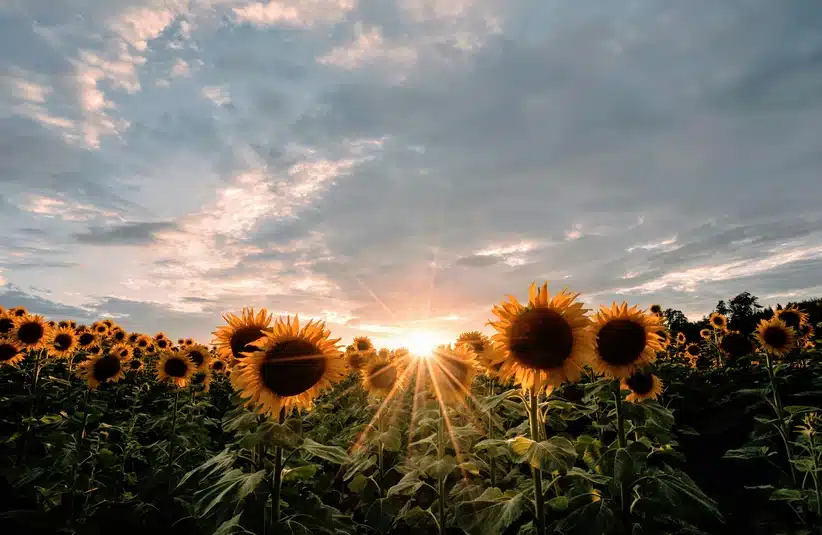 Spiritual signs from symbolic flowers, such as a golden field of sunflowers, should be heard.
