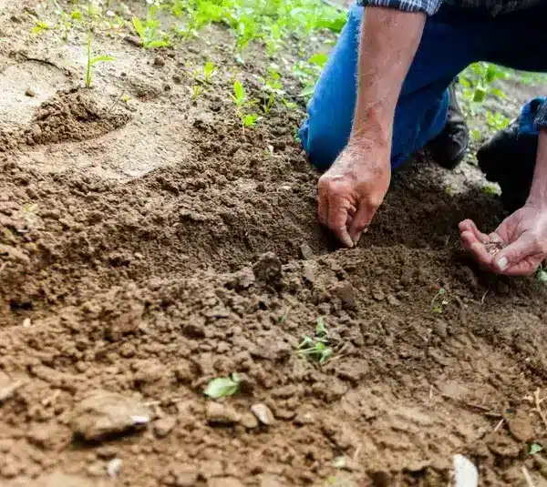 a man doing no-till gardening