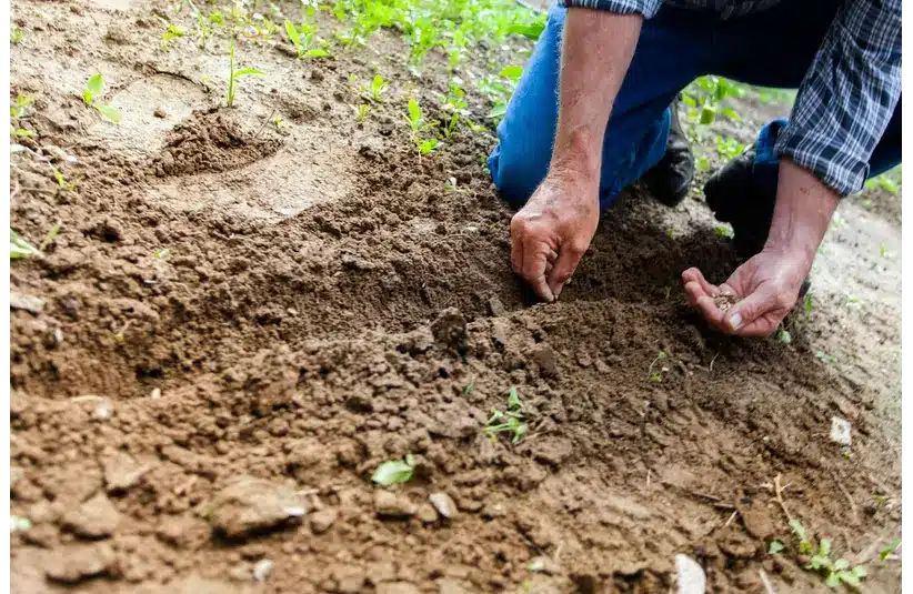 a man doing no-till gardening