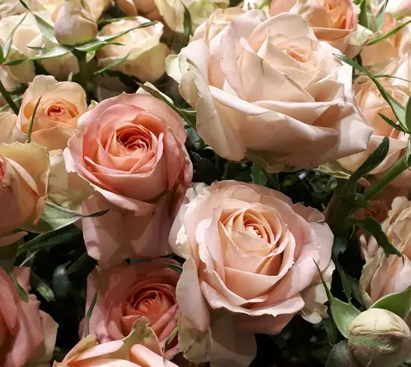Porcelaina roses are part of the trending color palettes for your Valentine in 2026.