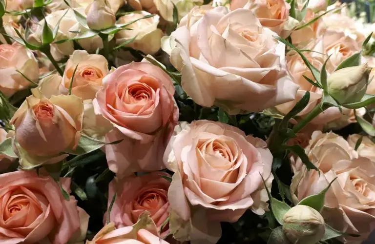 Porcelaina roses are part of the trending color palettes for your Valentine in 2026.