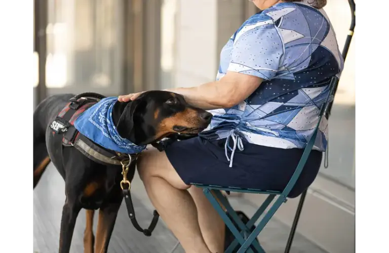 A calm, attentive service dog stands beside a seated handler, wearing a harness and blue bandana that identify it as one of many hardworking service dogs.