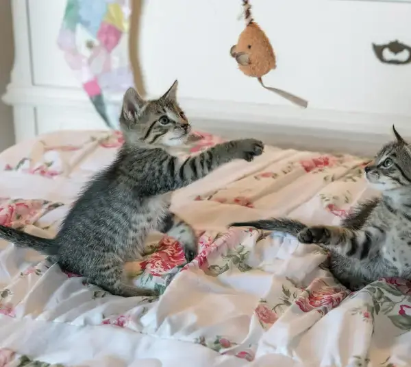 Two kittens playing with a toy representing cats and the comfort of their purr.