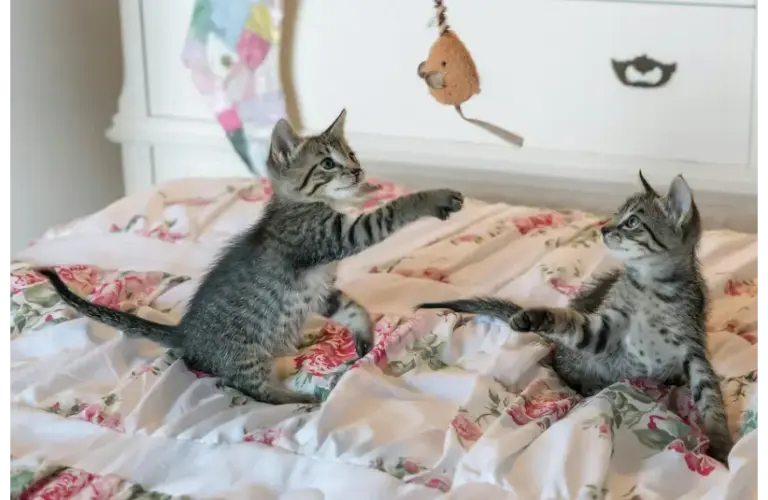 Two kittens playing with a toy representing cats and the comfort of their purr.