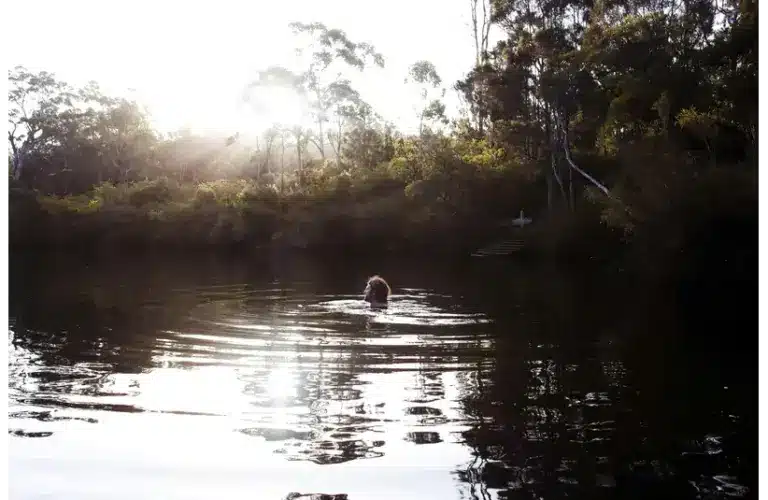 Forest bathing in a serene lake surrounded by trees at sunset, creating gentle ripples.