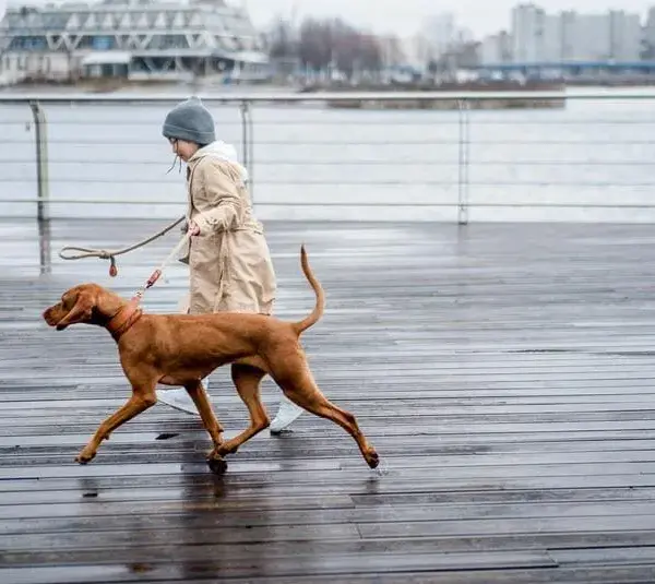 Running with a dog on the boardwalk after the rain.