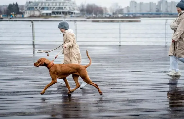 Running with a dog on the boardwalk after the rain.