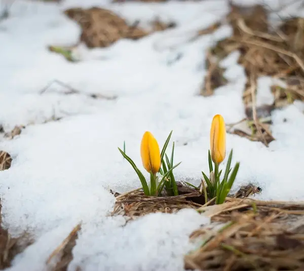 When something blooming catches your eye and is almost out of place maybe it's one of the spiritual flower omens.
