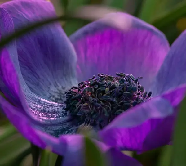 Vintage blooms in dark and moody colors are a trend for your Valentine.