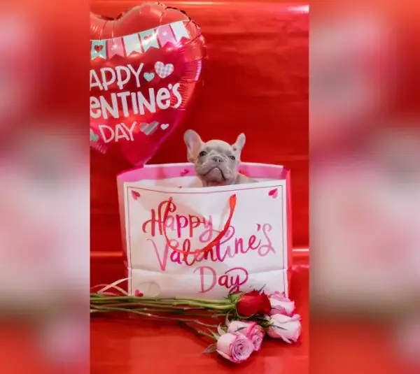 Valentine’s Day Pet Safety: Dangerous Foods, Gifts, and Decorations to Watch Out For