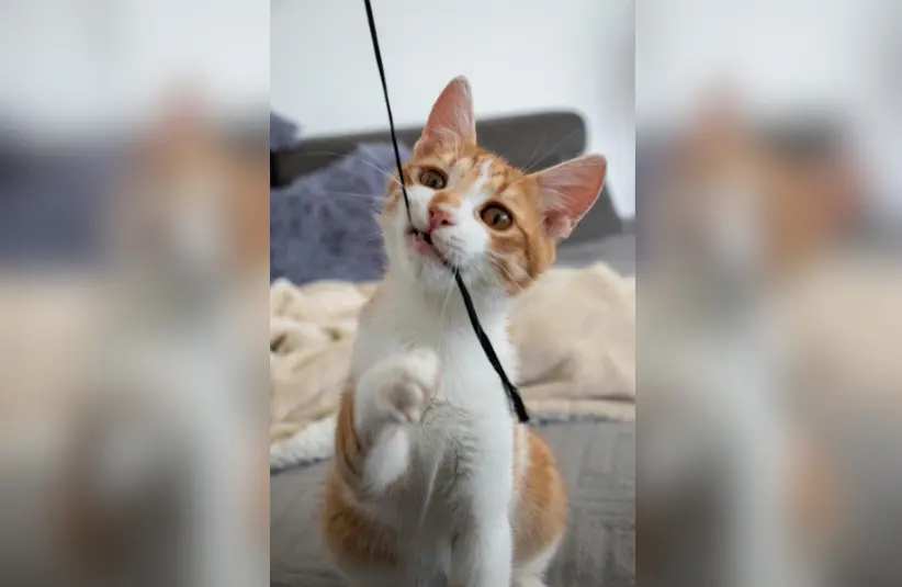 A cute orange and white kitten playing with string