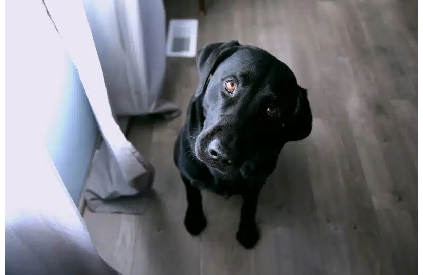 Black Labrador with shiny fur looks up with curious brown eyes, head tilted. It stands on light wood floor by white curtains, under soft lighting.
