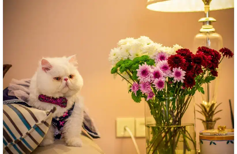 A white cat looking at a beautiful bouquet of flowers