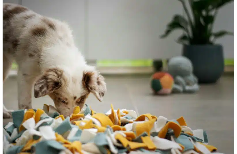 Puppy sniffing - Sniffing mat