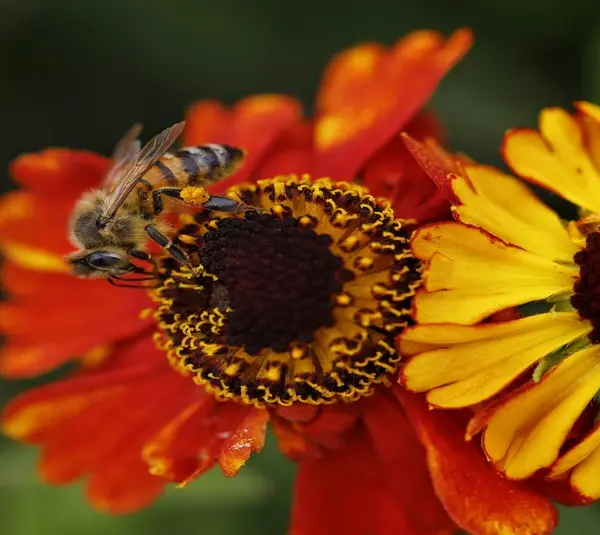 Functional gardening with pollinator patches and edible landscaping.