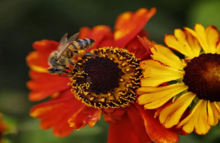 Functional gardening with pollinator patches and edible landscaping.