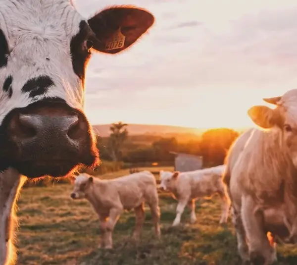 Cos, though not the ones in Exodus